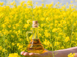 Canola Seeds
